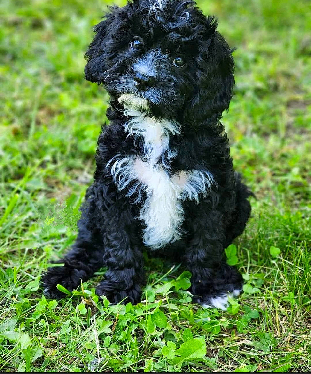 Shadow joined the competition — help win amazing prizes! canidae, carnivore, companion_dog, dog, dog_breed, fur, grass, groundcover, non_sporting_group, plant, poodle_crossbreed, small_terrier, snout, sporting_group, terrestrial_animal, terrier, toy_dog, water_dog, working_animal, yorkipoo