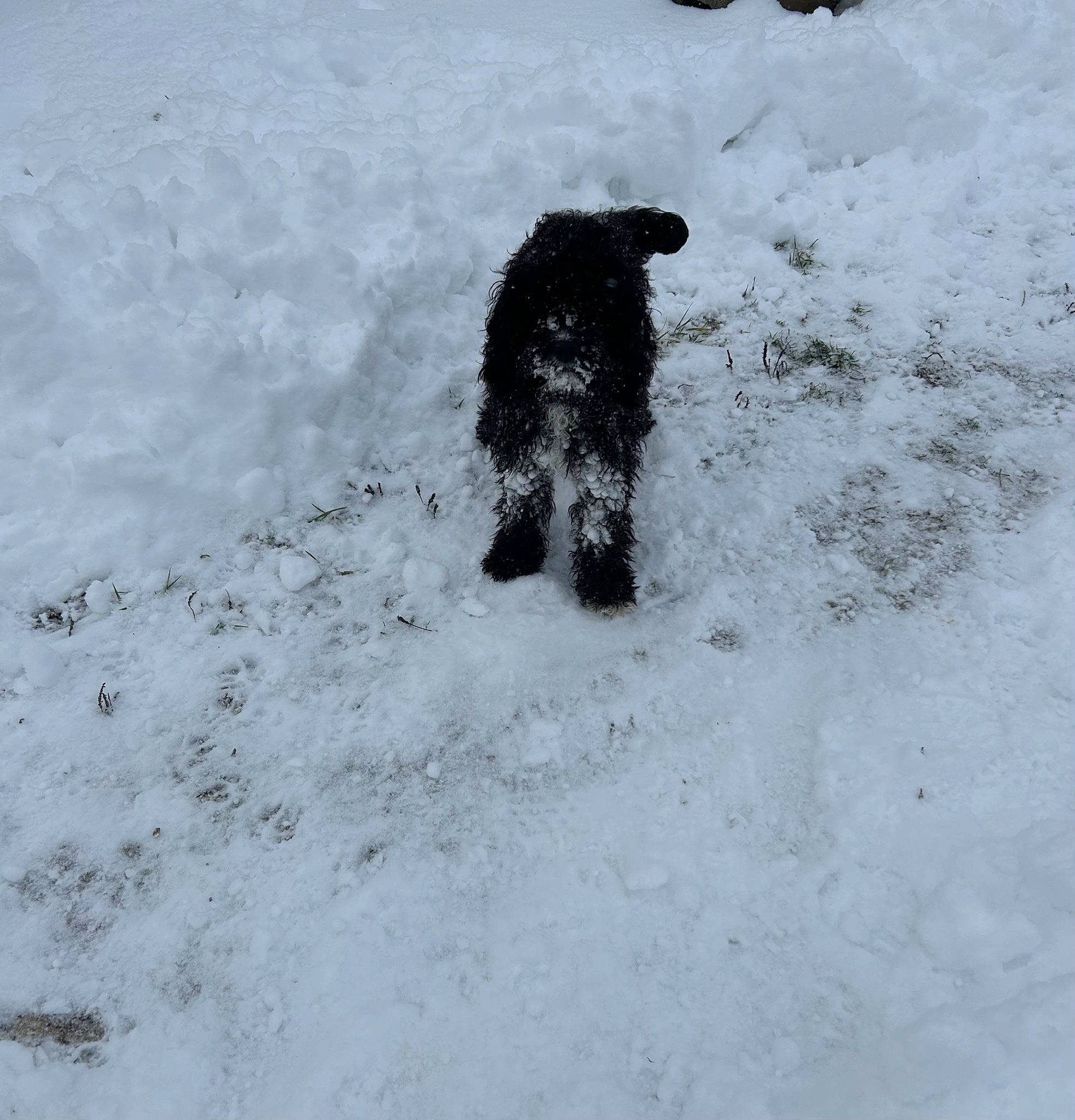 Shadow joined the competition — help win amazing prizes! canidae, carnivore, companion_dog, dog, dog_breed, freezing, fur, gun_dog, hunting_dog, non_sporting_group, poodle, precipitation, snout, snow, sporting_group, tail, terrier, water_dog, winter, working_animal