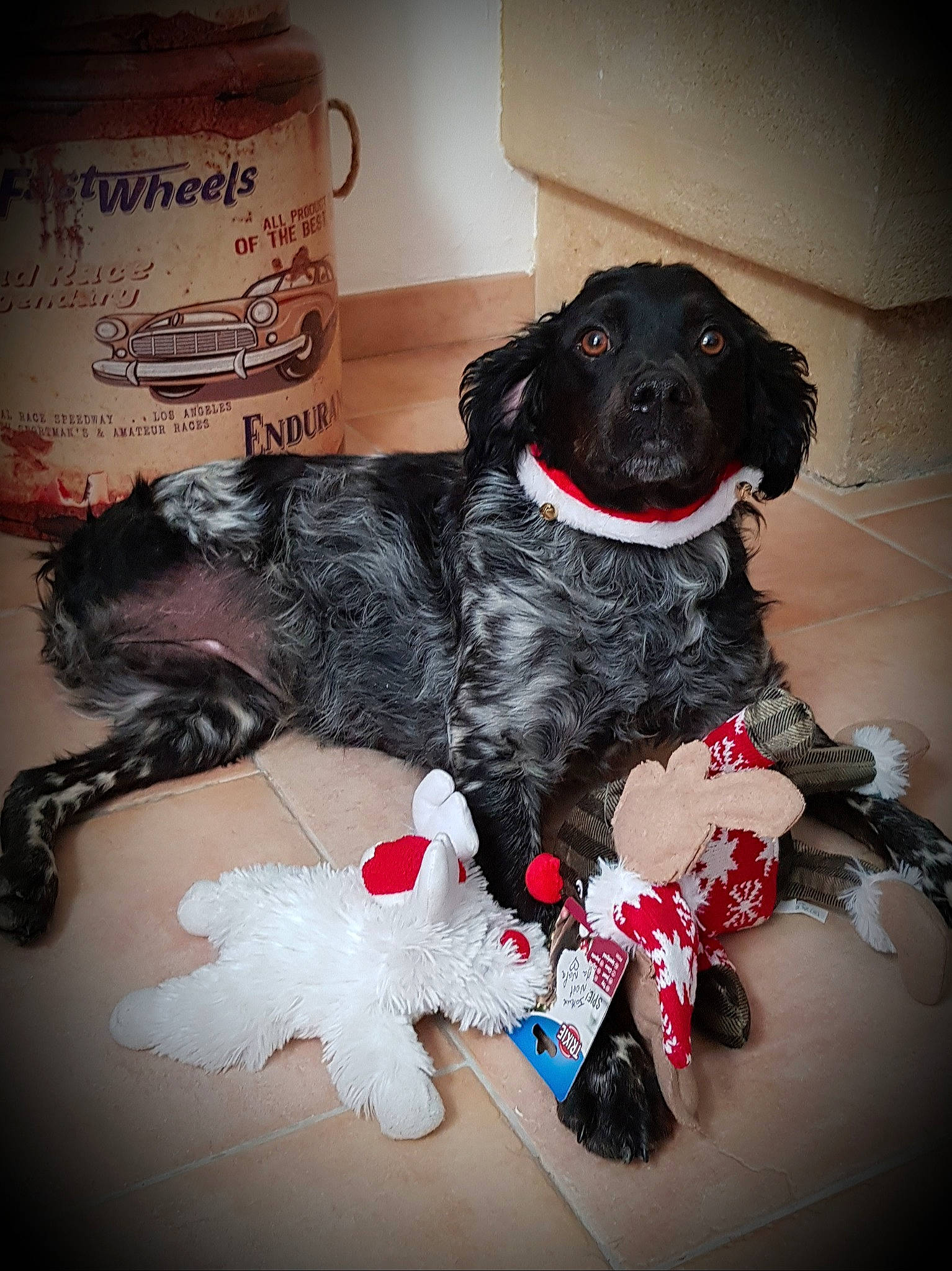 Nala a rejoint le concours — aidez-le/la à gagner de superbes lots ! canidae, carnivore, collar, comfort, companion_dog, dog, dog_breed, dog_collar, dog_supply, fur, gun_dog, liver, pet_supply, snout, sporting_group, toy, working_animal