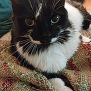 Lucy is registered to the contest to win money with this photo: cat, black_and_white, close_up, pet, feline, whiskers, yellow_eyes, curious, blanket, woven, texture, indoor, relaxed, fur, paw, resting, cozy, animal, portrait, domestic