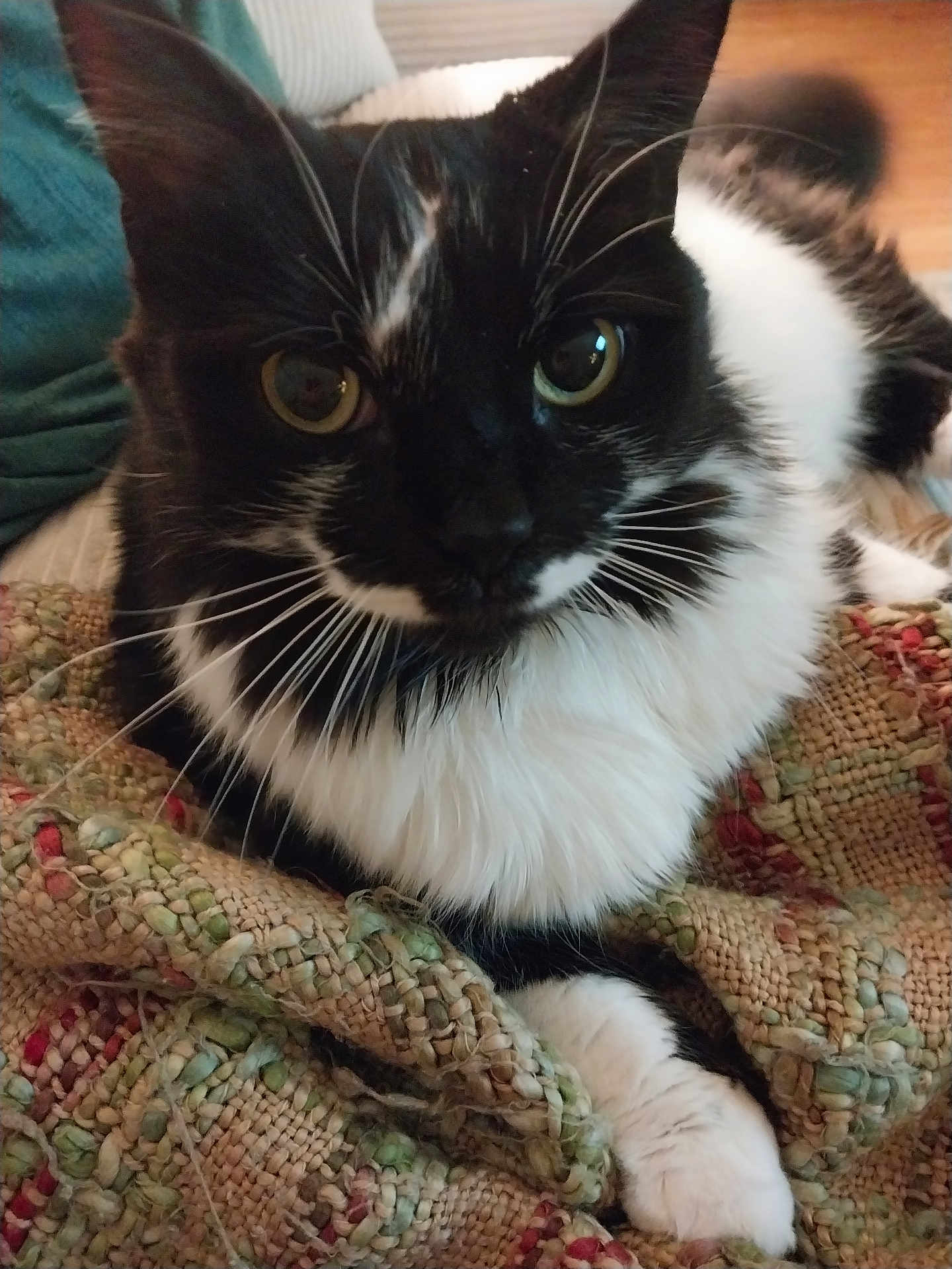 Lucy is registered to the contest to win money with this photo: cat, black_and_white, close_up, pet, feline, whiskers, yellow_eyes, curious, blanket, woven, texture, indoor, relaxed, fur, paw, resting, cozy, animal, portrait, domestic