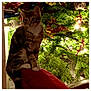 animal, background, cat, christmas_tree, cozy, decorations, domestic_cat, feline, festive, greenery, holiday, indoor, lights, ornaments, pet, red_cushion, sitting, soft_lighting, tabby, warm