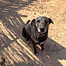 animal, attentive, black_dog, brown_eyes, calm, canine, collar, daylight, dog, earth, fence_shadow, ground, loyal, nature, outdoor, pet, quiet, shadow, sitting, sunlight