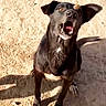 dog, black_dog, animal, pet, outdoor, sand, treat, focused, mouth_open, alert, white_markings, sunlight, shadow, playful, canine, standing, nose, balanced, daytime, expression