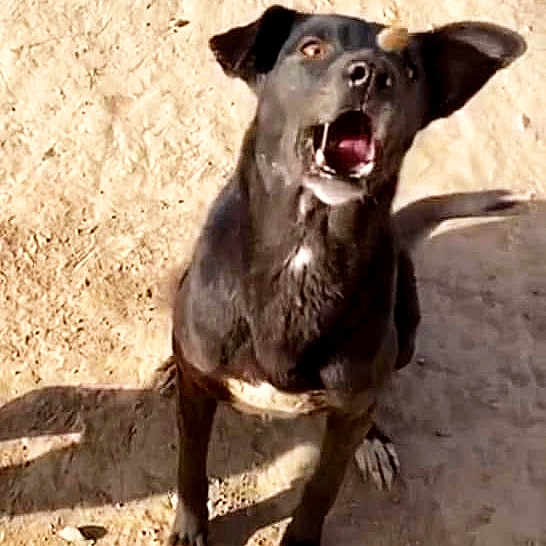 Bella a rejoint le concours — aidez-le/la à gagner de superbes lots ! dog, black_dog, animal, pet, outdoor, sand, treat, focused, mouth_open, alert, white_markings, sunlight, shadow, playful, canine, standing, nose, balanced, daytime, expression