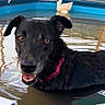 animal, black_dog, canine, close_up, collar, dog, happy, leisure, outdoor, pet, pet_accessory, playful, pool, portrait, reflection, ripples, summer, swimming, water, wet_fur