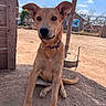 Winny participe au concours pour gagner de l'argent avec cette photo : animal, canine, clouds, collar, daytime, dirt, dog, ears, expression, fence, ground, mammal, nature, outdoor, pet, rural, sitting, sky, tail, wood