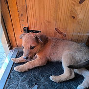 Winny a rejoint le concours — aidez-le/la à gagner de superbes lots ! animal, black_nose, brown, closeup, curious, cute, dog, door_hinge, ears, floor, fur, home, indoor, mat, paws, pet, puppy, resting, wooden_door, young