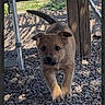 Winny participe au concours pour gagner de l'argent avec cette photo : animal, curious, daylight, dog, ears, fur, ground, metal_ladder, nature, outdoor, pet, playful, puppy, rocks, shadow, sunlight, tail, walking, wooden_table, young_dog