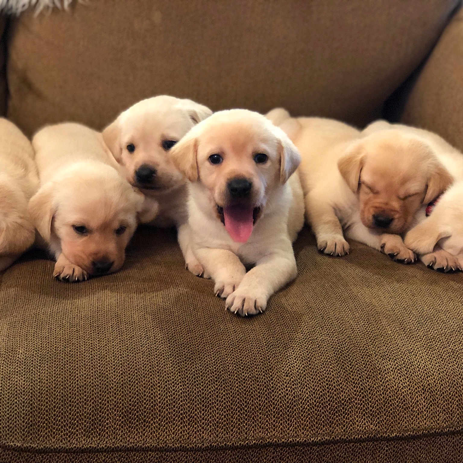 Puppies joined the competition — help win amazing prizes! beagador, canidae, carnivore, companion_dog, dog, dog_breed, fawn, golden_retriever, labrador_retriever, mammal, puppy, puppy_love, retriever, snout, sporting_group, vertebrate
