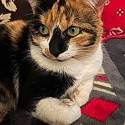 Ms Kitty is registered to the contest to win money with this photo: cat, calico, close_up, pet, animal, feline, fur, green_eyes, whiskers, paws, blanket, indoor, resting, cute, domestic_animal, relaxed, patterned, red_bandana, soft, cozy
