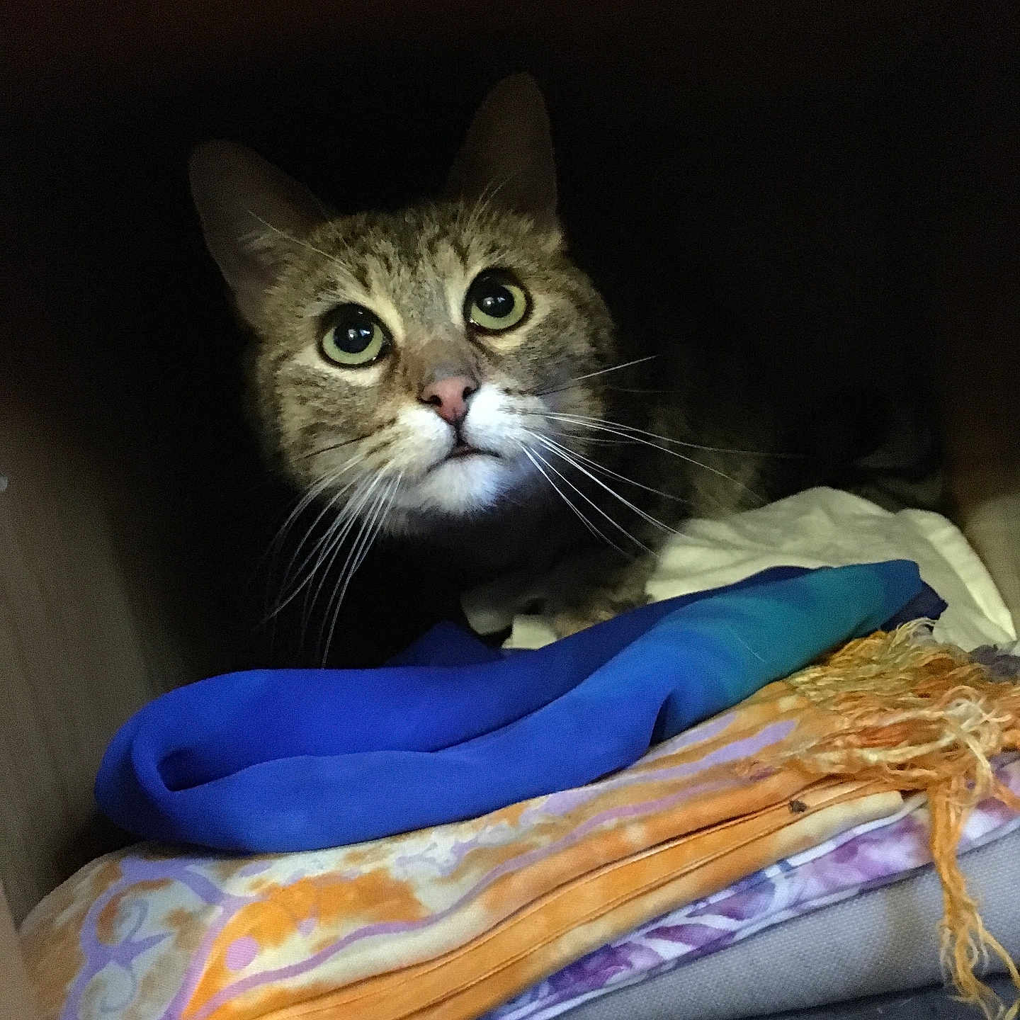 Lou Coulon a rejoint le concours — aidez-le/la à gagner de superbes lots ! animal, cat, colorful, cozy, cupboard, curious, dimly_lit, ears, eyes, fabrics, face, folded, furniture, hidden, indoor, pet, resting, scarves, tabby, whiskers