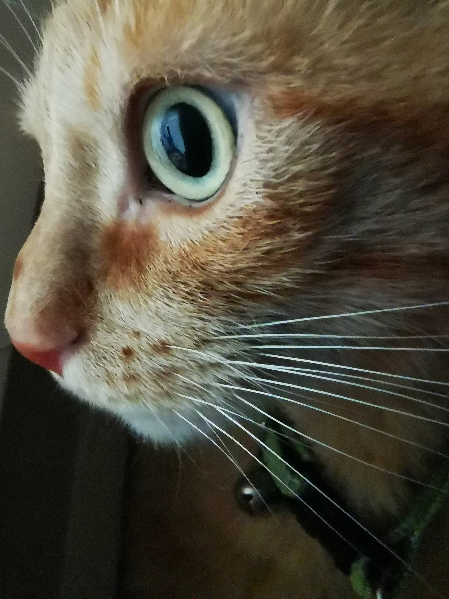 Jolicoeur participe au concours pour gagner de l'argent avec cette photo : carnivore, cat, close_up, curious, domestic_short_haired_cat, ear, eye, eyelash, fawn, felidae, fur, head, iris, small_to_medium_sized_cats, snout, terrestrial_animal, whiskers, wildlife