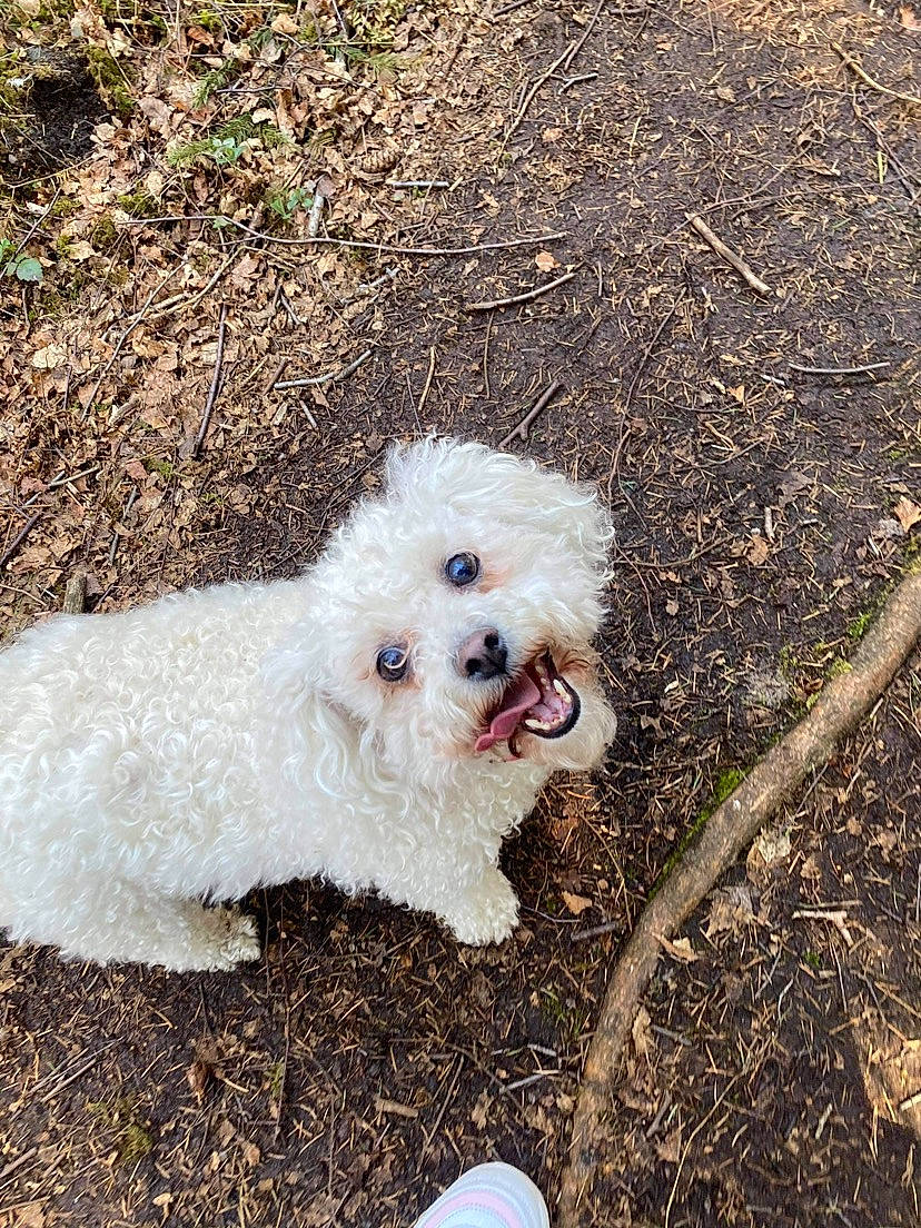 Lola is registered to the contest to win money with this photo: canidae, carnivore, circle, companion_dog, dog, dog_breed, grass, maltepoo, non_sporting_group, plant, poodle, poodle_crossbreed, puppy, snout, soil, sporting_group, terrier, toy_dog, water_dog, working_animal