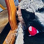 Lilbit joined the competition — help win amazing prizes! dog, black_and_white, plush_toy, carpet, wooden_chair, indoor, resting, toy, fur, close_up, pet, animal, laying_down, speckled, head, relaxed, cozy, home, floor, book
