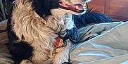Lilbit joined the competition — help win amazing prizes! dog, black_and_white, border_collie, bed, blanket, remote_control, indoor, furniture, wooden_wardrobe, pet, relaxed, laying_down, fur, animal, cozy, domestic, companion, cute, resting, living_room