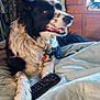 dog, black_and_white, border_collie, bed, blanket, remote_control, indoor, furniture, wooden_wardrobe, pet, relaxed, laying_down, fur, animal, cozy, domestic, companion, cute, resting, living_room