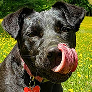 Muppet joined the competition — help win amazing prizes! animal, black_dog, canine, close_up, collar, cute, dog, dog_tag, field, grass, happy, licking, nature, outdoor, pet, portrait, summer, sunlight, tongue, yellow_flowers