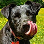 animal, black_dog, canine, close_up, collar, cute, dog, dog_tag, field, grass, happy, licking, nature, outdoor, pet, portrait, summer, sunlight, tongue, yellow_flowers