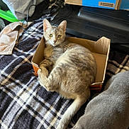 Precious joined the competition — help win amazing prizes! animal, blanket, cardboard_box, cat, companion, cozy, curious, domestic, ears, feline, fur, indoor, pet, plaid, relaxed, resting, soft, tail, two_cats, whiskers