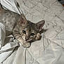 Precious is registered to the contest to win money with this photo: animal, bed, cat, cozy, curious, cute, domestic, ears, eyes, feline, fur, indoor, kitten, paw, pet, quilt, resting, small, white, young