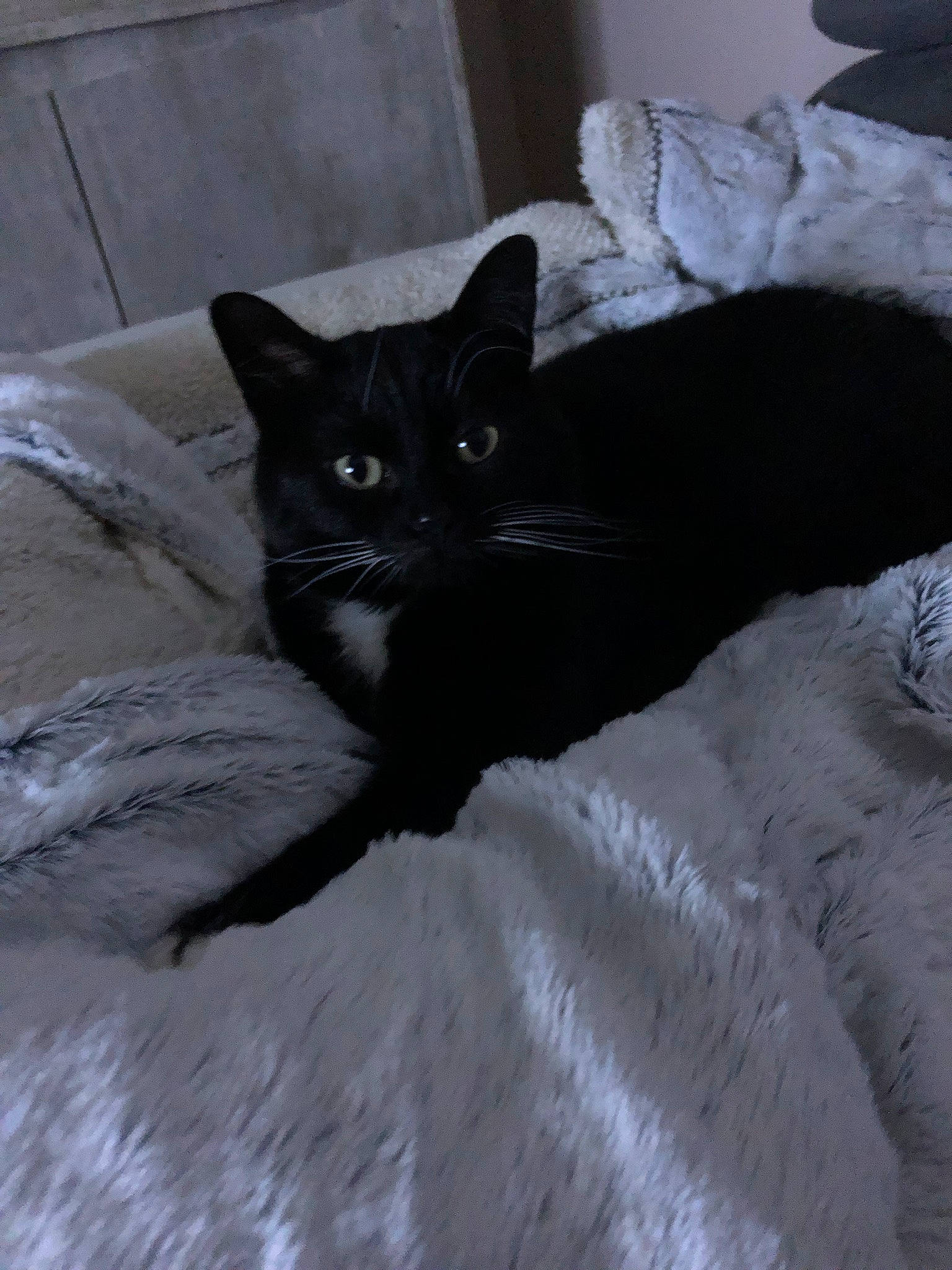 Oreo a rejoint le concours — aidez-le/la à gagner de superbes lots ! black_cat, carnivore, cat, comfort, domestic_short_haired_cat, felidae, fur, grey, monochrome_photography, room, small_to_medium_sized_cats, snout, tail, terrestrial_animal, whiskers