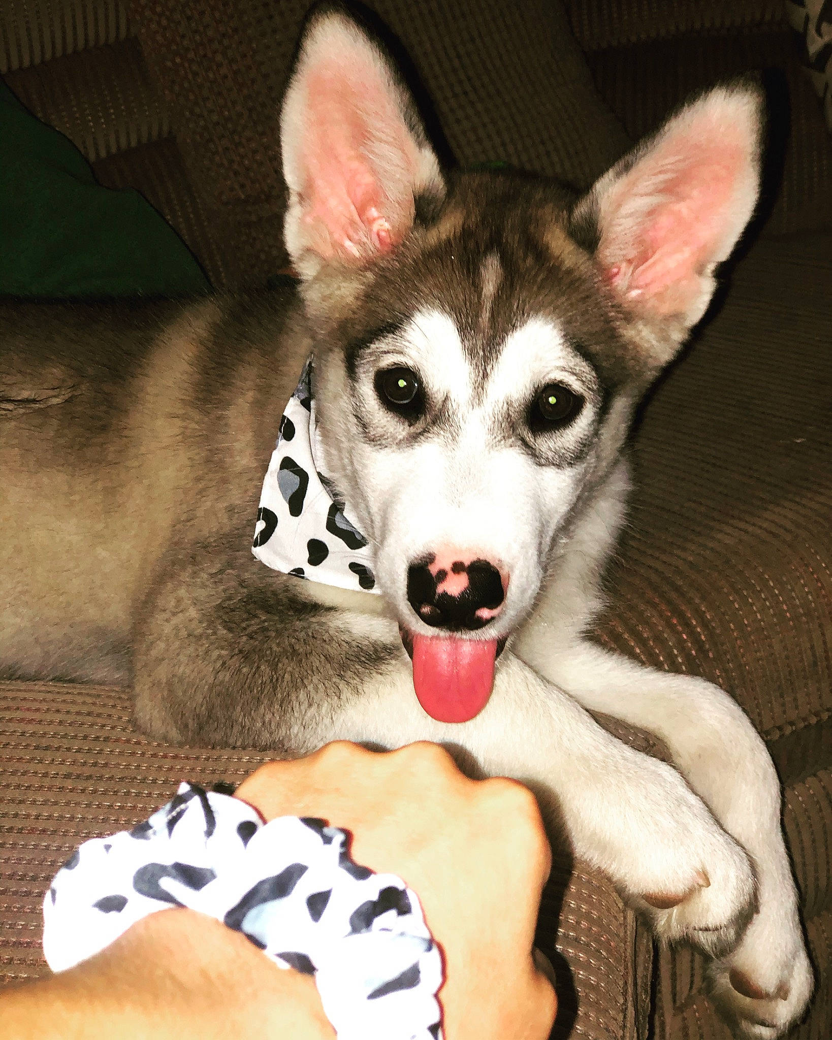 Flash joined the competition — help win amazing prizes! alaskan_klee_kai, alaskan_malamute, canidae, carnivore, dog, dog_breed, mammal, miniature_siberian_husky, native_american_indian_dog, northern_inuit_dog, nose, saarloos_wolfdog, sakhalin_husky, seppala_siberian_sleddog, siberian_husky, sled_dog, snout, tamaskan_dog, vertebrate, wolfdog
