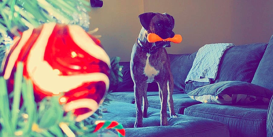 Maggie Mae joined the competition — help win amazing prizes! canidae, carnivore, companion_dog, dog, dog_breed, mammal, puppy, sporting_group, tail, vertebrate