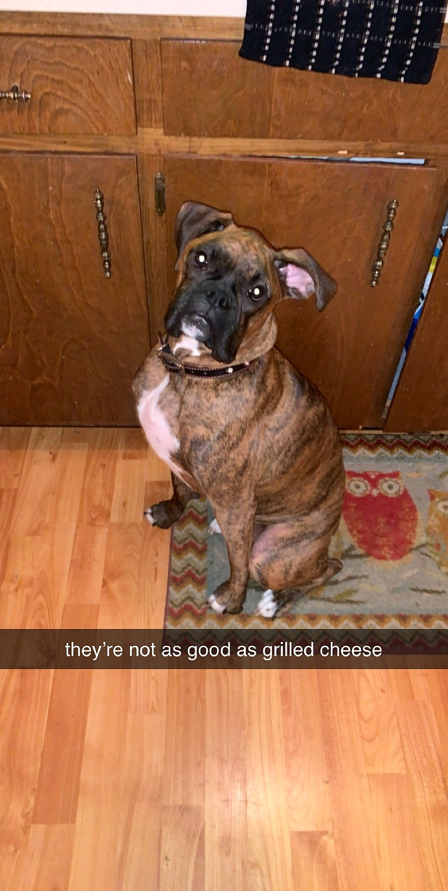 Maggie Mae joined the competition — help win amazing prizes! alaunt, american_pit_bull_terrier, american_staffordshire_terrier, canidae, carnivore, cimarron_uruguayo, dog, dog_breed, fawn, floor, mammal, non_sporting_group, perro_de_presa_canario, snout, treeing_tennessee_brindle, vertebrate