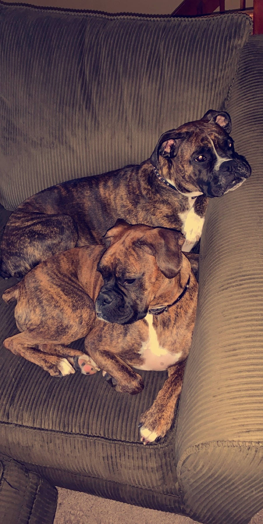 Maggie Mae joined the competition — help win amazing prizes! alano_espanol, alaunt, boerboel, boxer, bullmastiff, canidae, carnivore, dog, dog_breed, fawn, fila_brasileiro, mammal, molosser, old_english_bulldog, olde_english_bulldogge, perro_de_presa_canario, perro_de_presa_mallorquin, snout, valley_bulldog, vertebrate