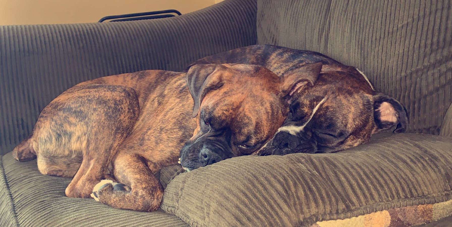Maggie Mae is registered to the contest to win money with this photo: alaunt, boerboel, boxer, bullmastiff, canidae, carnivore, companion_dog, dog, dog_breed, english_mastiff, fawn, mammal, nap, old_english_bulldog, olde_english_bulldogge, perro_de_presa_canario, puppy, sleep, snout, vertebrate