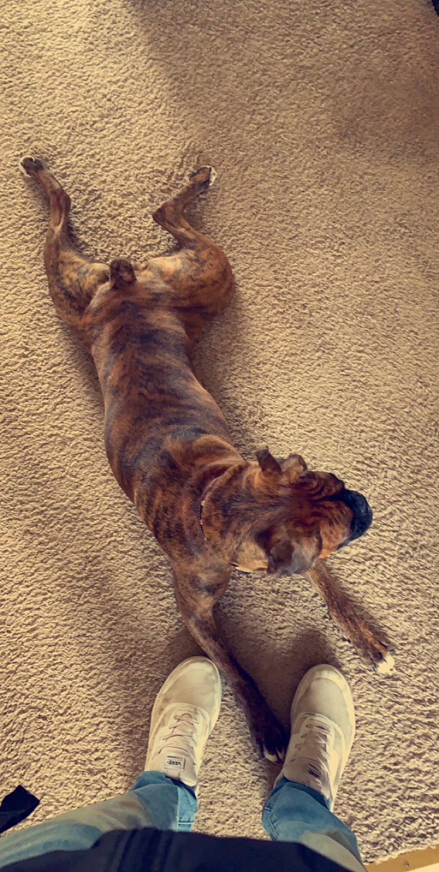 Maggie Mae is registered to the contest to win money with this photo: canidae, carnivore, dog, dog_breed, puppy, sporting_group, tail