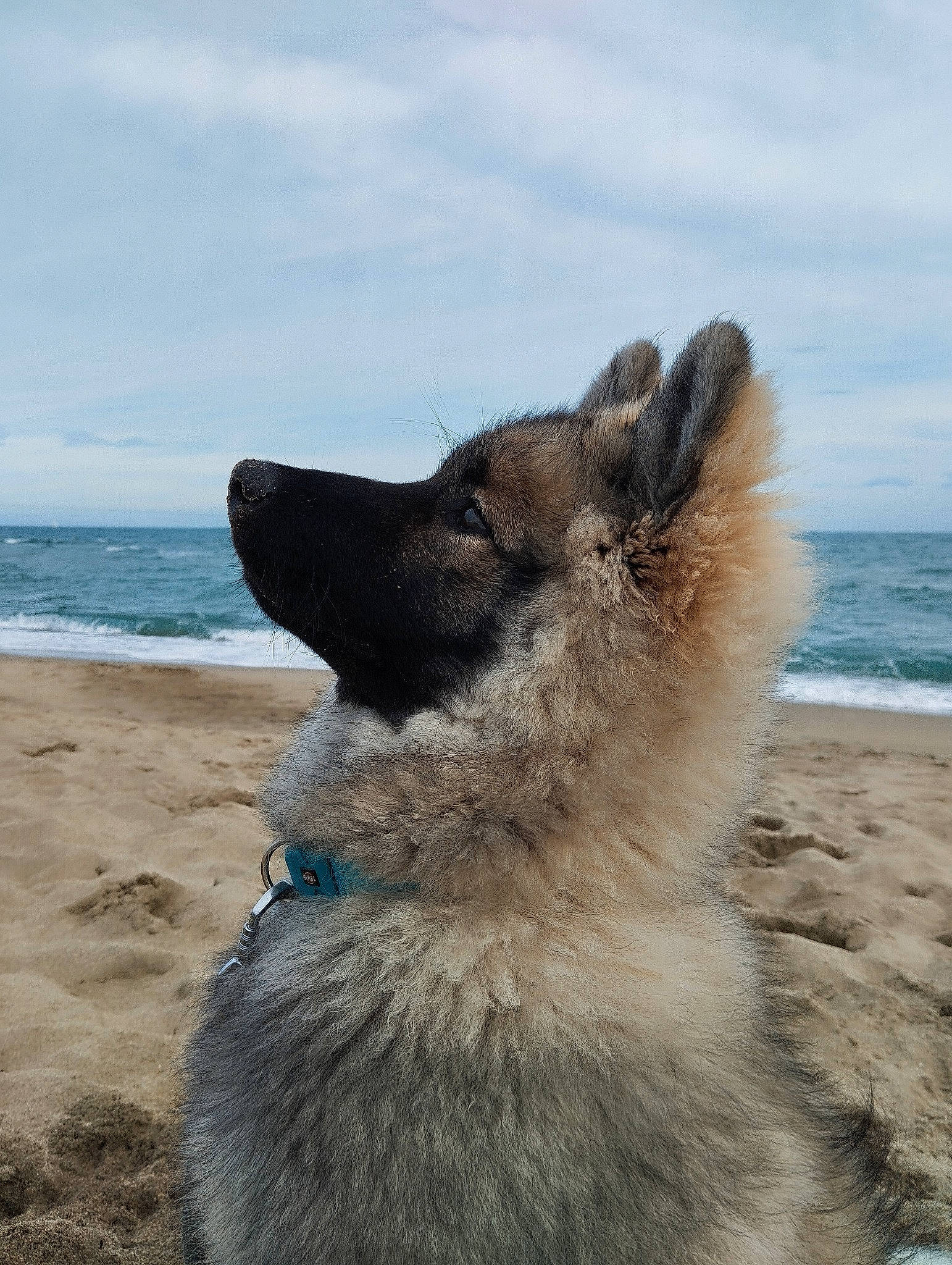 Doug participe au concours pour gagner de l'argent avec cette photo : beach, canidae, carnivore, cloud, companion_dog, dog, dog_breed, fawn, foot, fur, lake, ocean, sand, sky, snout, sporting_group, terrestrial_animal, water, whiskers, working_animal