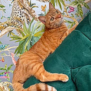 Simba is registered to the contest to win money with this photo: cat, ginger_cat, feline, couch, teal_couch, indoor, wallpaper, jungle_theme, leopard_pattern, butterflies, plants, greenery, curious, stretching, pet, domestic_animal, furniture, decor, colorful, playful