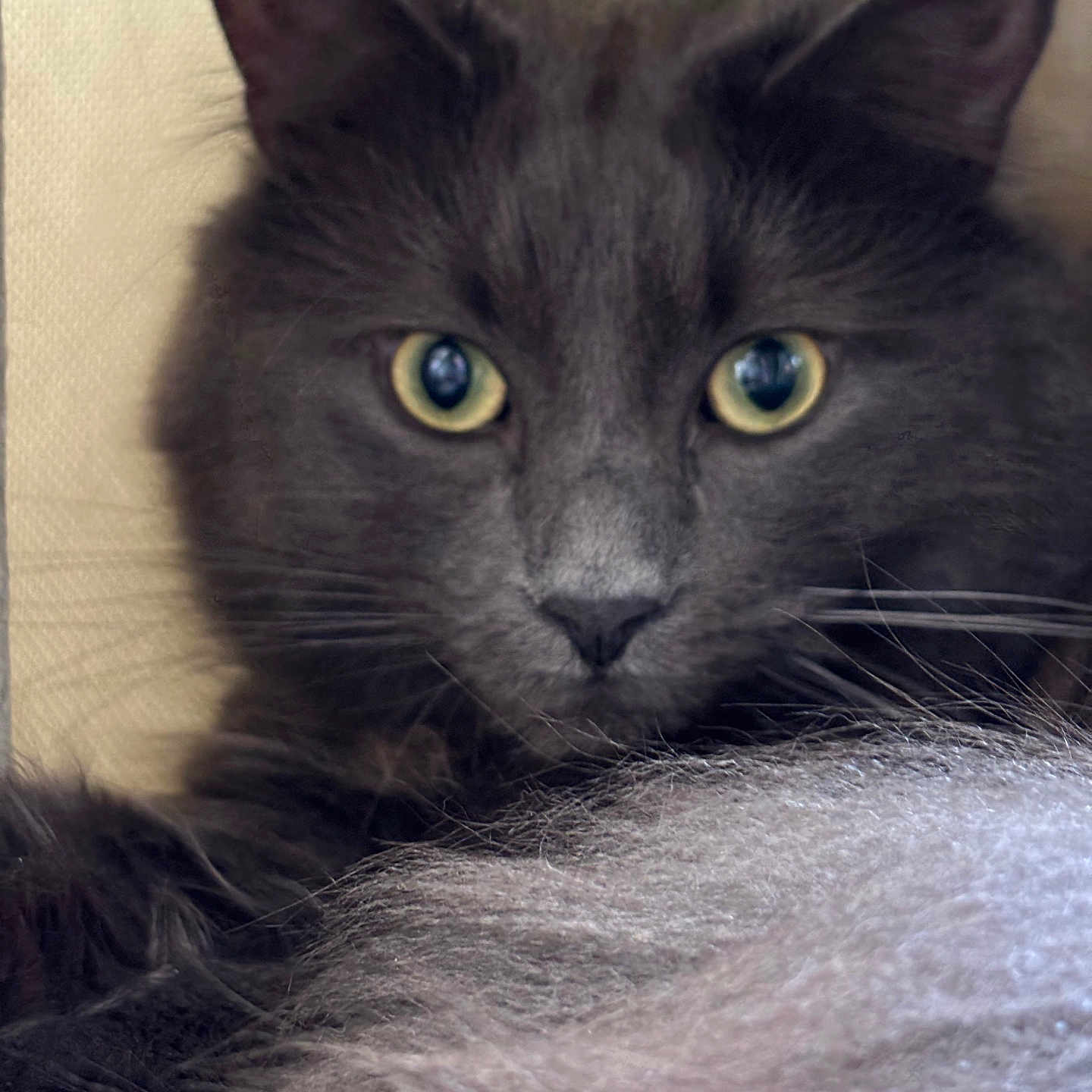 Blue a rejoint le concours — aidez-le/la à gagner de superbes lots ! animal, cat, close_up, curious, cute, domestic_animal, face, feline, fluffy, fur, gray_cat, indoor, looking_at_camera, mammal, pet, portrait, relaxed, soft_texture, whiskers, yellow_eyes