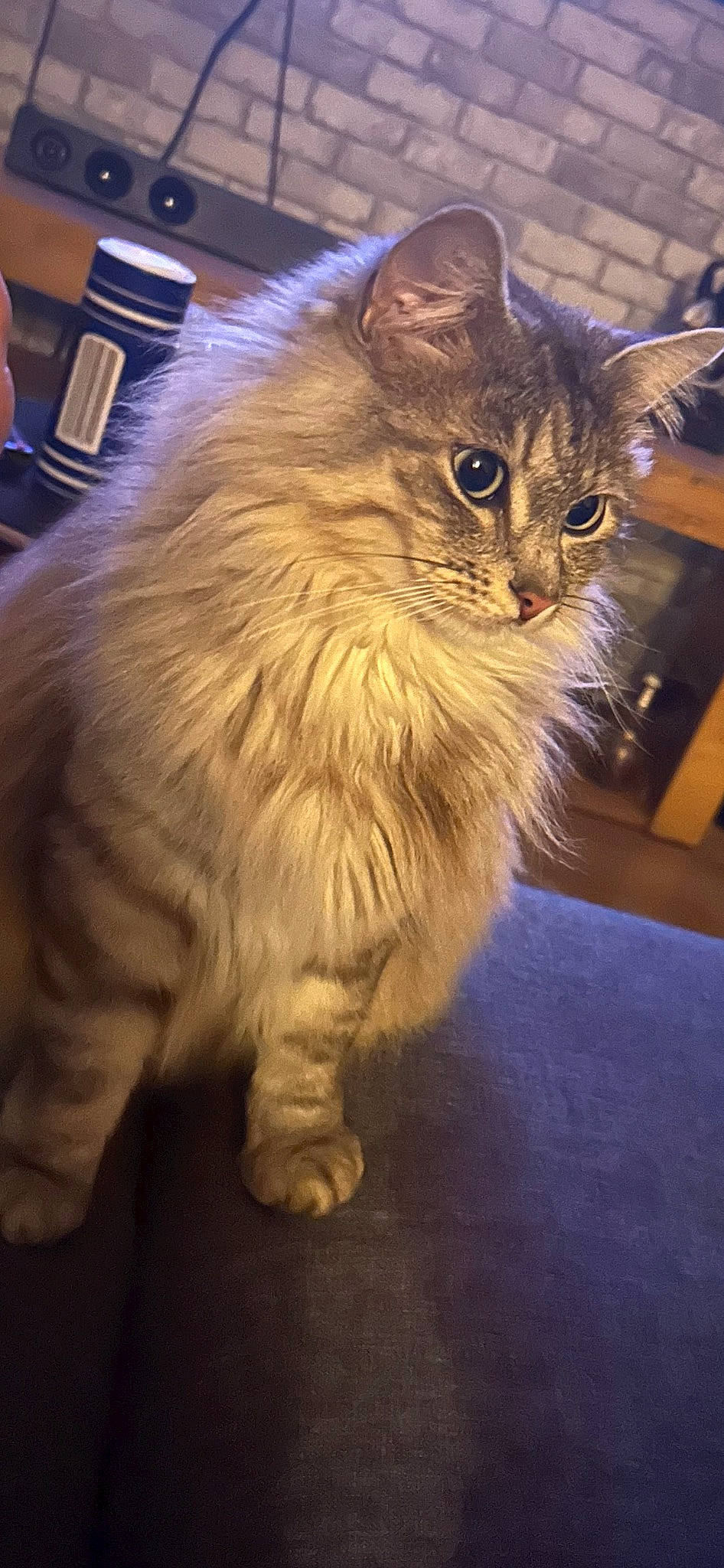 Ruby participe au concours pour gagner de l'argent avec cette photo : british_longhair, carnivore, cat, claw, domestic_short_haired_cat, event, fawn, felidae, flooring, fur, maine_coon, paw, plant, small_to_medium_sized_cats, snout, tail, terrestrial_animal, whiskers