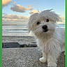 beach, close_up, clouds, concrete, curious, cute, dog, fluffy, golden_hour, ocean, outdoors, pet, portrait, puppy, rocks, sand, sea, seaside, sky, white_dog