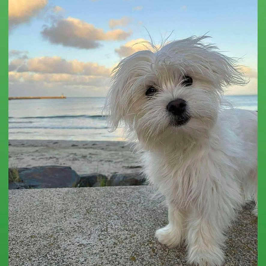 Milou participe au concours pour gagner de l'argent avec cette photo : beach, close_up, clouds, concrete, curious, cute, dog, fluffy, golden_hour, ocean, outdoors, pet, portrait, puppy, rocks, sand, sea, seaside, sky, white_dog