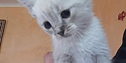 Kiros a rejoint le concours — aidez-le/la à gagner de superbes lots ! kitten, cat, white_fur, animal, pet, small, cute, curious, feline, indoor, hand, soft_fur, young, portrait, close_up, domestic_animal, whiskers, ears, background, light