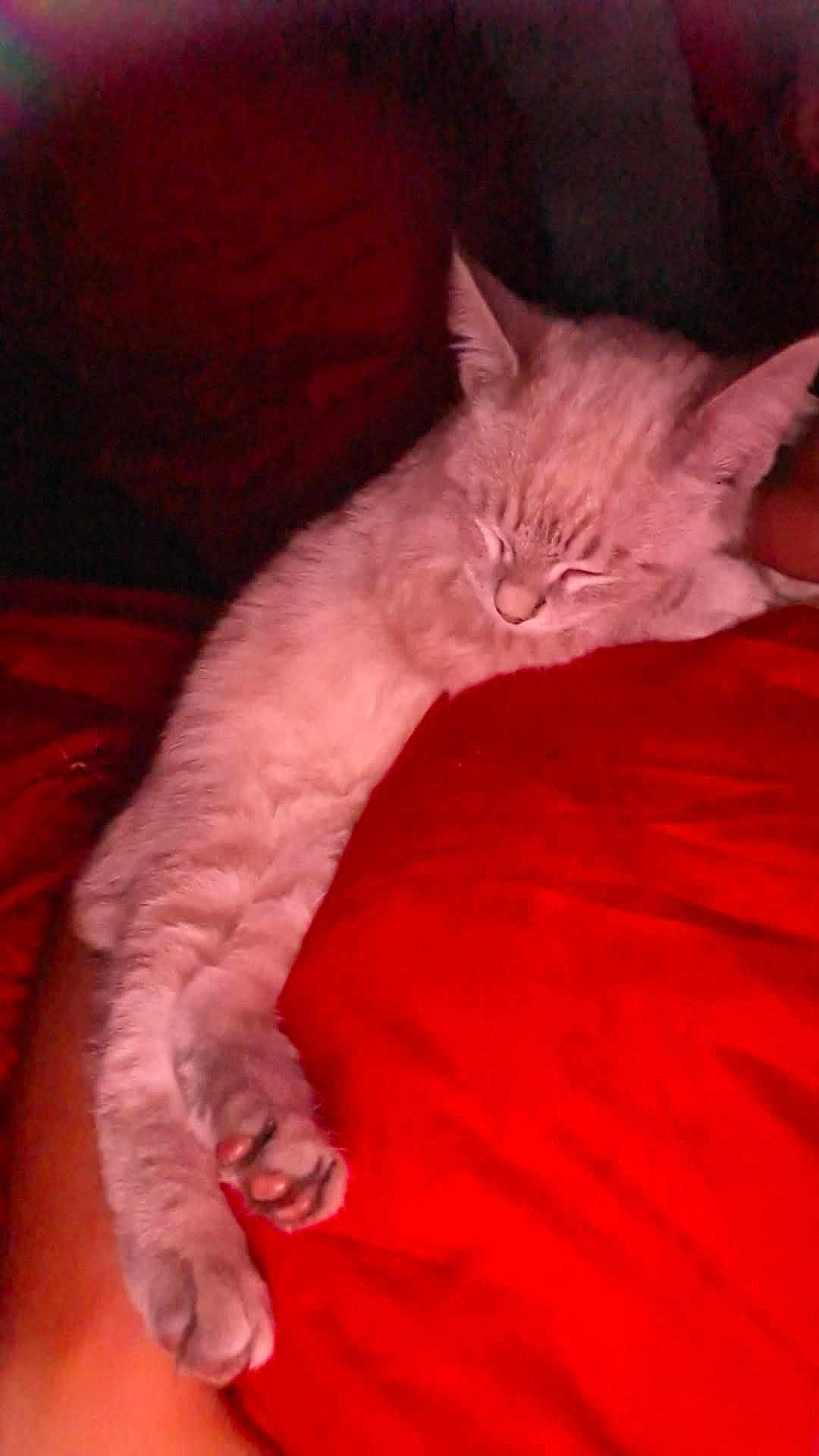 Kiros a rejoint le concours — aidez-le/la à gagner de superbes lots ! cat, sleeping, paw, red_blanket, cozy, fur, resting, indoor, pet, cute, relaxed, feline, animal, comfort, warm, napping, soft, closeup, domestic_cat, quiet