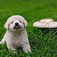 éowyn joined the competition — help win amazing prizes! puppy, grass, outdoor, mushroom, nature, cute, animal, pet, young, tongue_out, fluffy, green, field, playful, canine, adorable, fur, head, laying_down, closeup