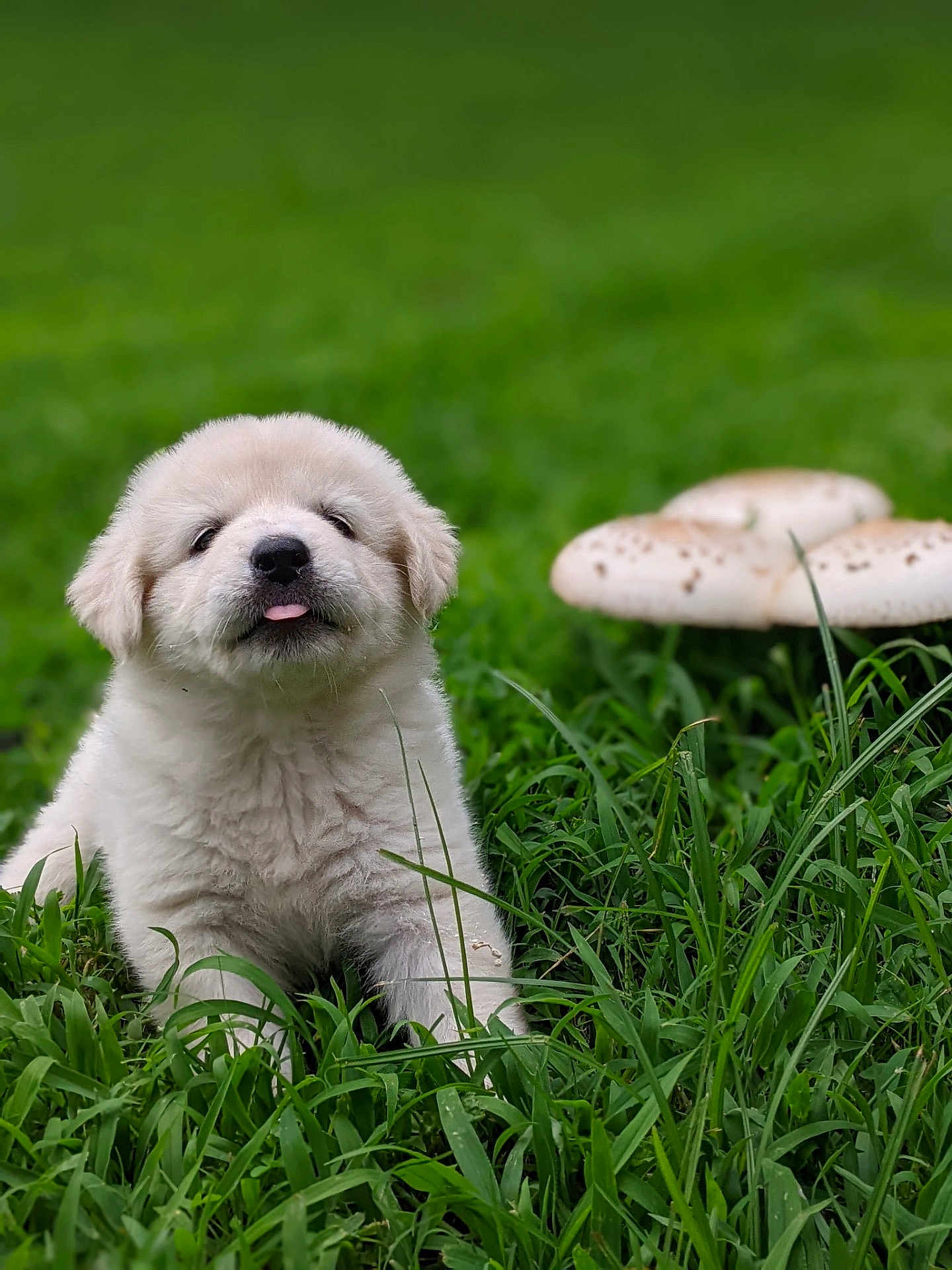 éowyn joined the competition — help win amazing prizes! puppy, grass, outdoor, mushroom, nature, cute, animal, pet, young, tongue_out, fluffy, green, field, playful, canine, adorable, fur, head, laying_down, closeup