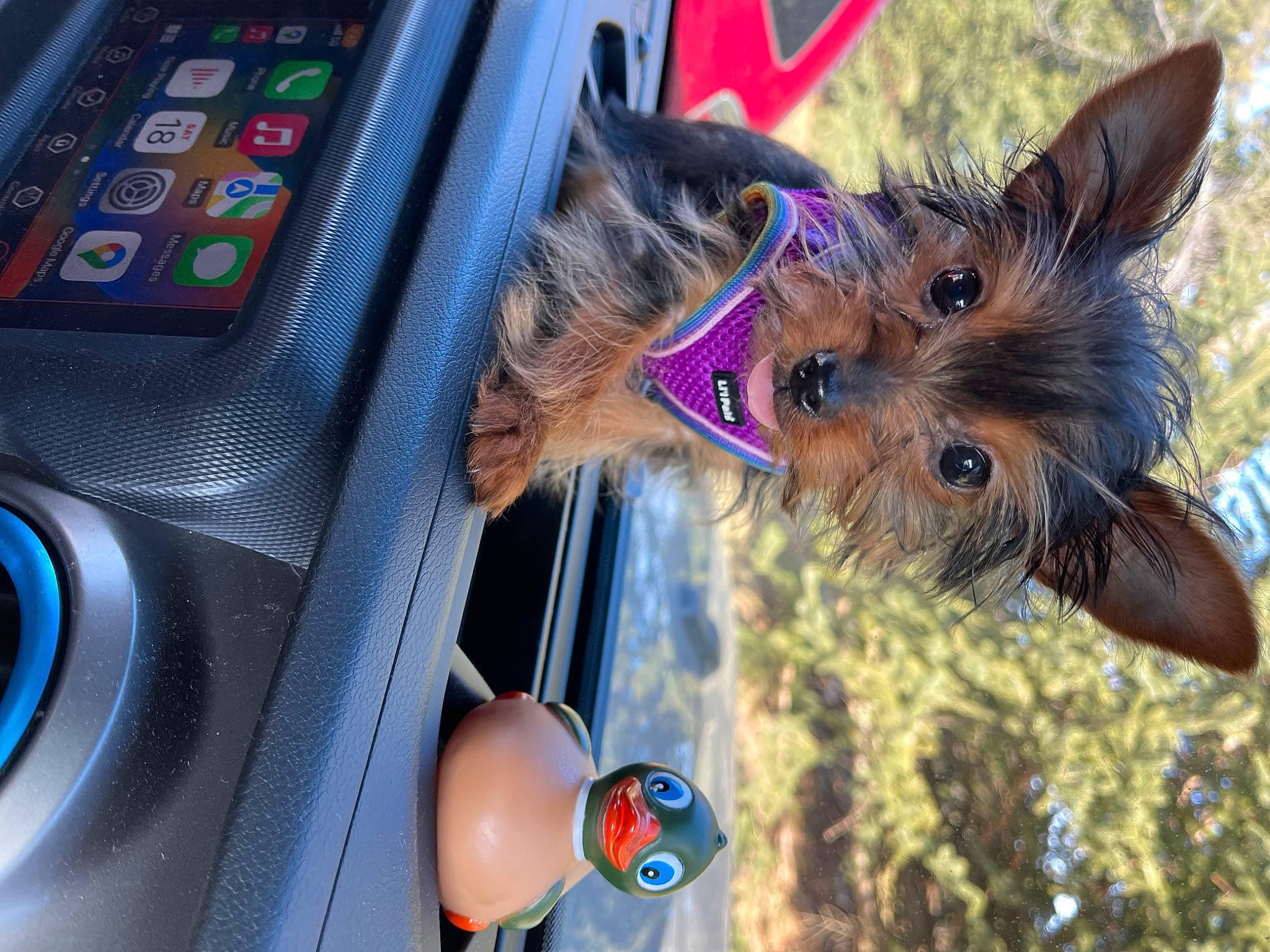 Baylee Boone is registered to the contest to win money with this photo: car, carnivore, collar, communication_device, companion_dog, dog, dog_breed, dog_supply, electric_blue, event, fawn, fur, motor_vehicle, plant, portable_communications_device, snout, tree, vehicle, vehicle_door, yorkshire_terrier