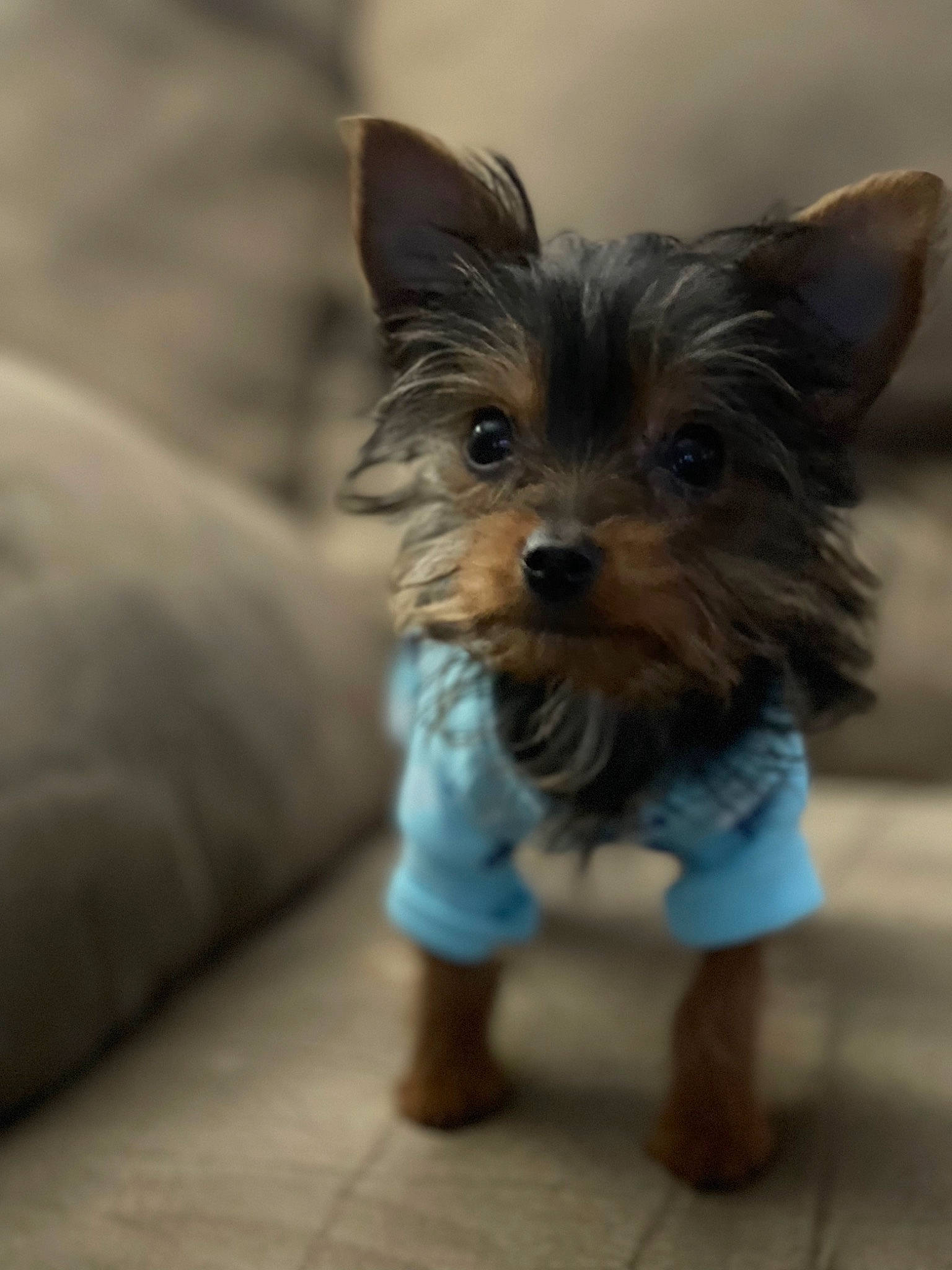 Baylee Boone is registered to the contest to win money with this photo: biewer_terrier, canidae, carnivore, companion_dog, dog, dog_breed, dog_clothes, dog_supply, fawn, fur, liver, small_terrier, snout, sporting_group, terrestrial_animal, terrier, toy, toy_dog, whiskers, working_animal