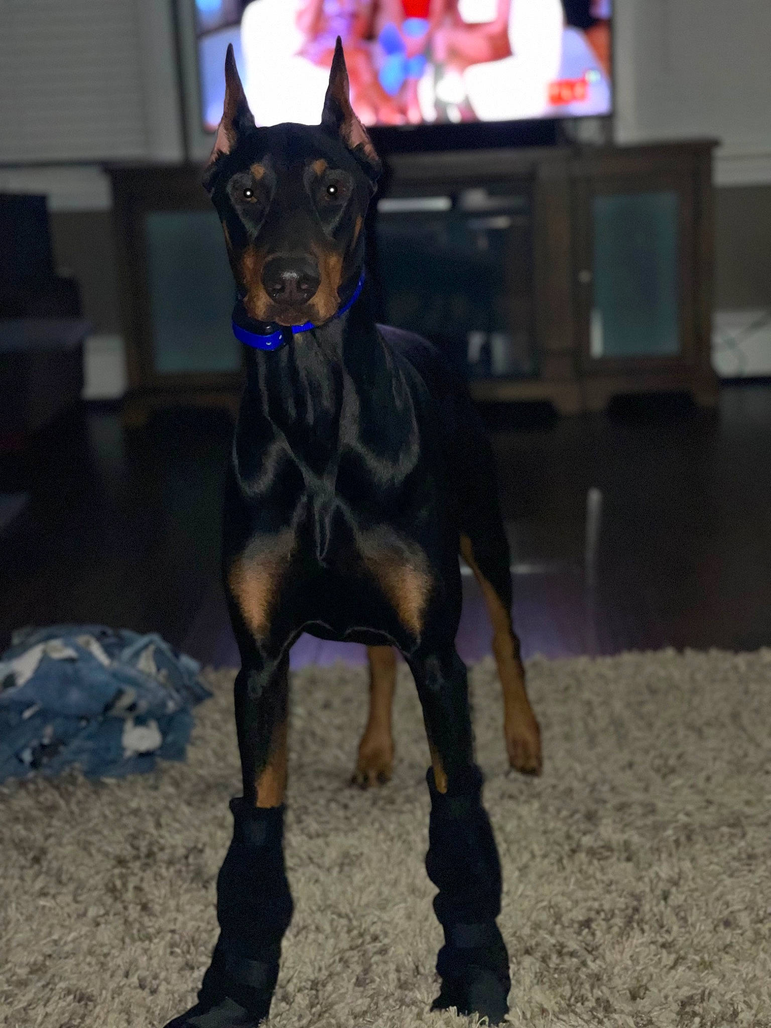 Boone joined the competition — help win amazing prizes! cable_television, canidae, carnivore, collar, companion_dog, dobermann, dog, dog_breed, dog_collar, dog_supply, fawn, fur, guard_dog, non_sporting_group, snout, sporting_group, television, toy_dog, working_animal, working_dog