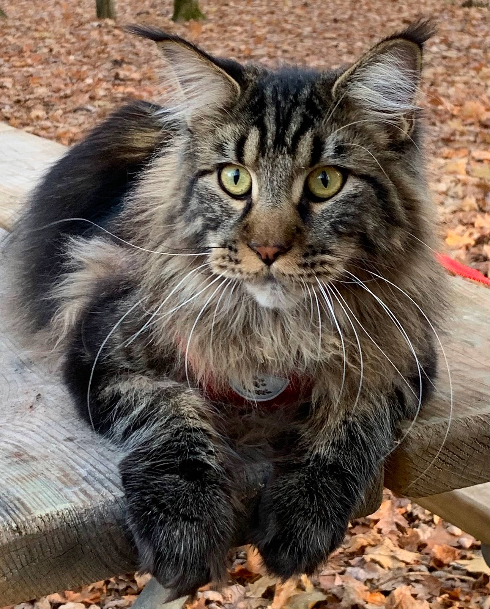 Polo joined the competition — help win amazing prizes! carnivore, cat, claw, domestic_short_haired_cat, felidae, fur, grass, maine_coon, paw, small_to_medium_sized_cats, snout, tail, terrestrial_animal, whiskers, wildlife, window