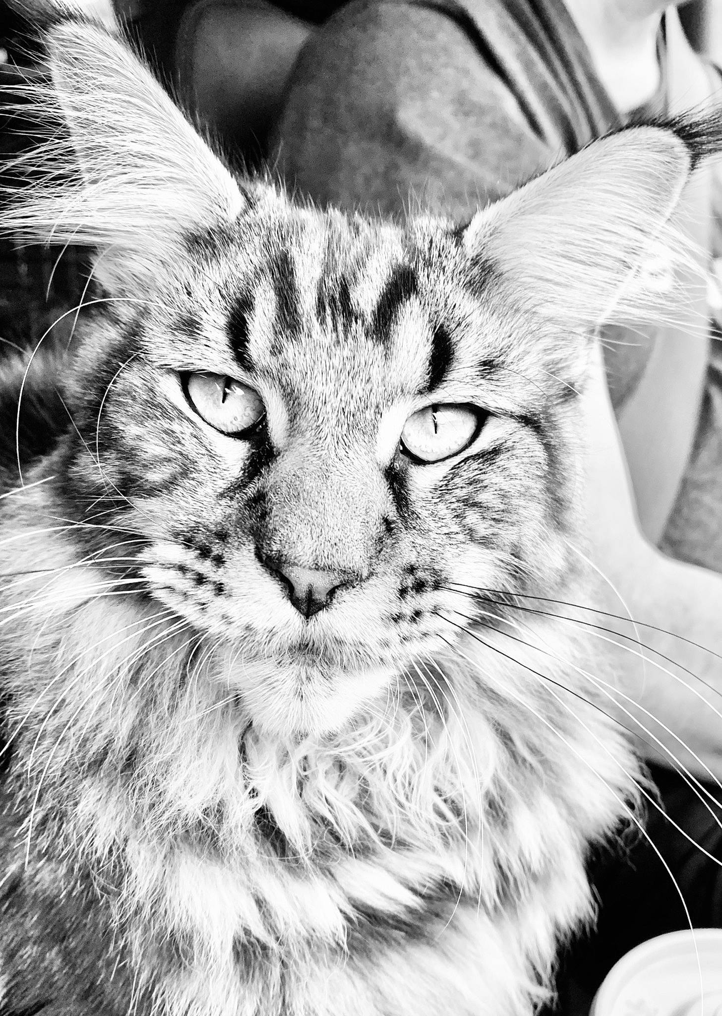 Polo is registered to the contest to win money with this photo: art, carnivore, cat, close_up, domestic_short_haired_cat, event, felidae, fur, grass, illustration, mammal, monochrome, monochrome_photography, plant, small_to_medium_sized_cats, snout, style, terrestrial_animal, whiskers, wildlife