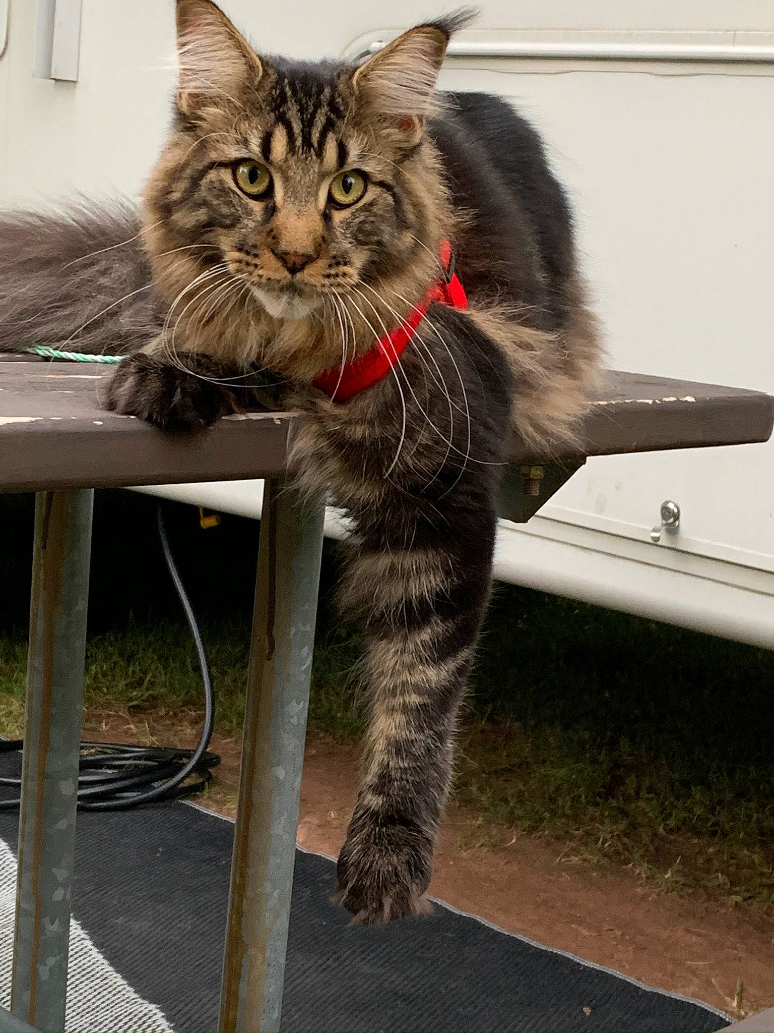 Polo joined the competition — help win amazing prizes! carnivore, cat, claw, domestic_short_haired_cat, felidae, fur, paw, plant, road_surface, sitting, small_to_medium_sized_cats, snout, table, tail, terrestrial_animal, whiskers, window