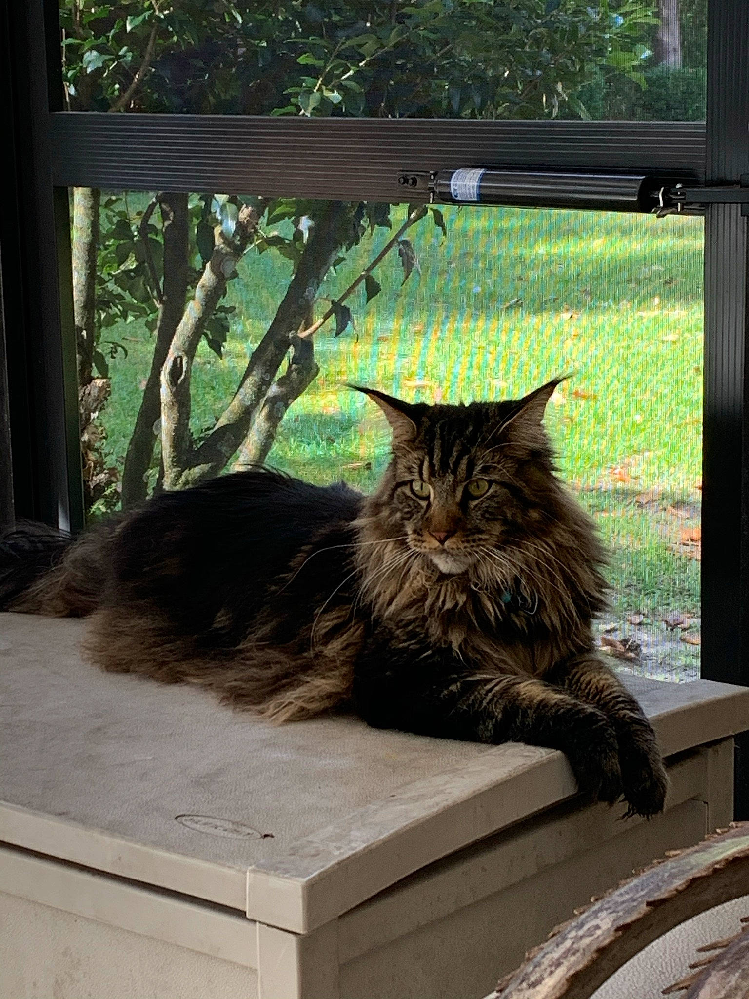 Polo joined the competition — help win amazing prizes! carnivore, cat, domestic_short_haired_cat, fawn, felidae, fur, grass, grey, mammal, plant, small_to_medium_sized_cats, snout, tail, tints_and_shades, tree, trunk, vertebrate, whiskers, window, wood