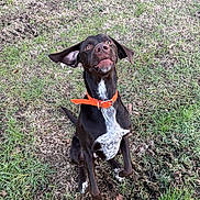 Vuxo a rejoint le concours — aidez-le/la à gagner de superbes lots ! active, alert, animal, brown_dog, canine, dog, ears_flapping, excited, friendly, fur, grass, jumping, nature, orange_collar, outdoor, paw, pet, playful, white_patch, young_dog